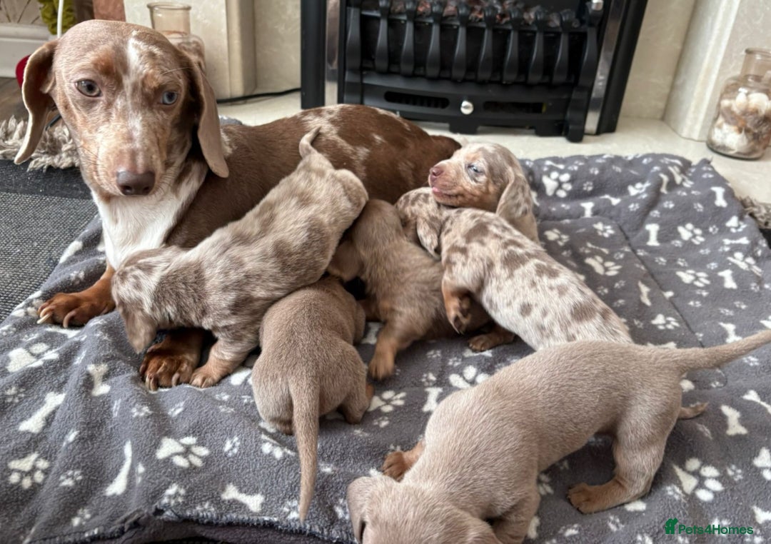 Miniature Dachshund dogs for sale: MINI DACHSHUNDS READY 20TH DEC  - Advert 17