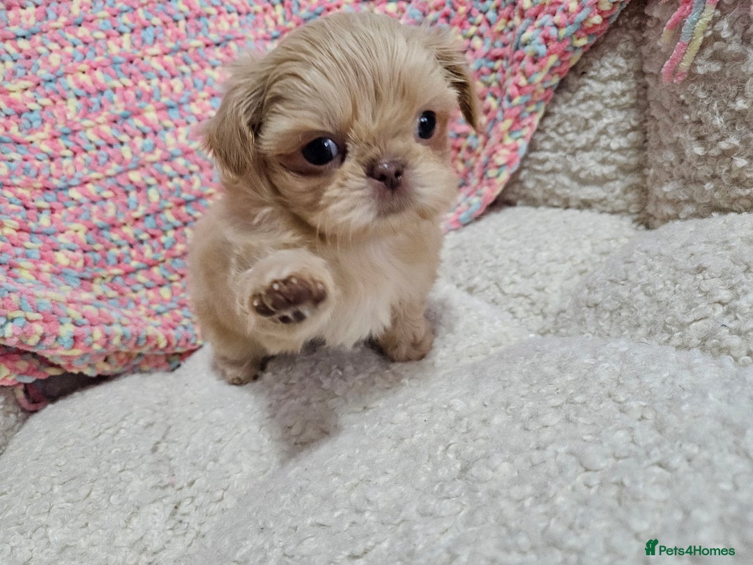 Shih Tzu dogs for sale: Quality Imperial Shih tzu babies - Advert 7