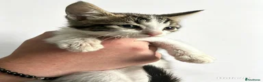 Domestic Shorthair 6