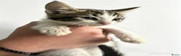 Domestic Shorthair cats for sale: Beautiful kittens needing homes  - Advert 8