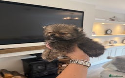 Pomeranian dogs for sale: Beautiful fluffy ** pomeranian babies - Image 1