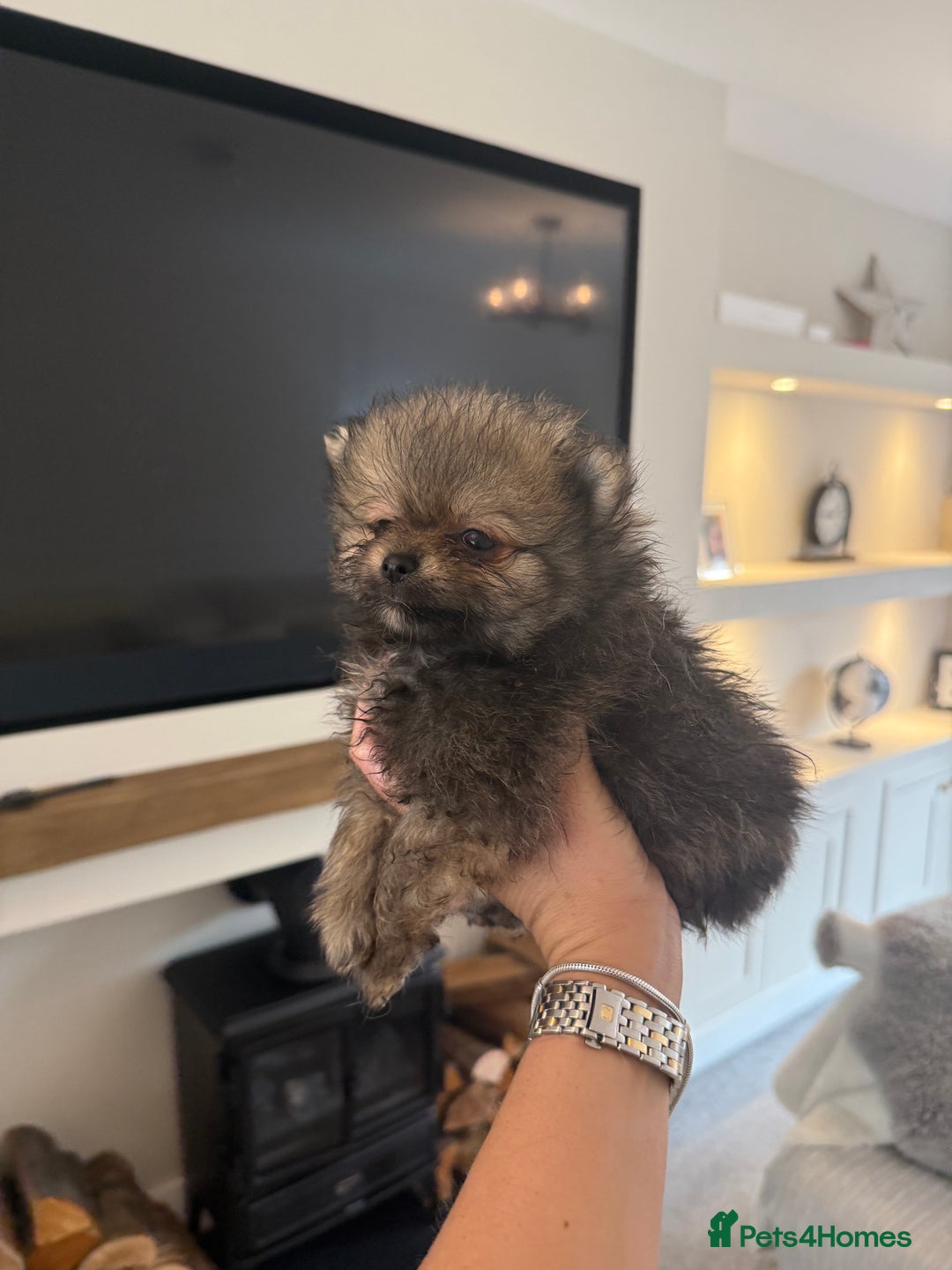 Pomeranian dogs for sale: Beautiful fluffy ** pomeranian babies - Image 1