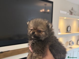 Pomeranian dogs - Advert 2