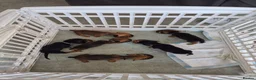 Dachshund dogs for sale: Amazing Dachshund Puppies FOR SALE - Advert 22