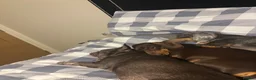 Dachshund dogs for sale: Ted & Milo - Advert 7