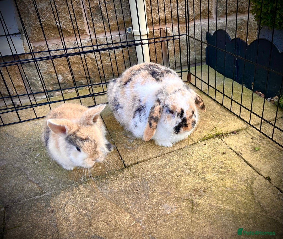 Mini Lop rabbits for sale: Stunning Mini Lops - Advert 2
