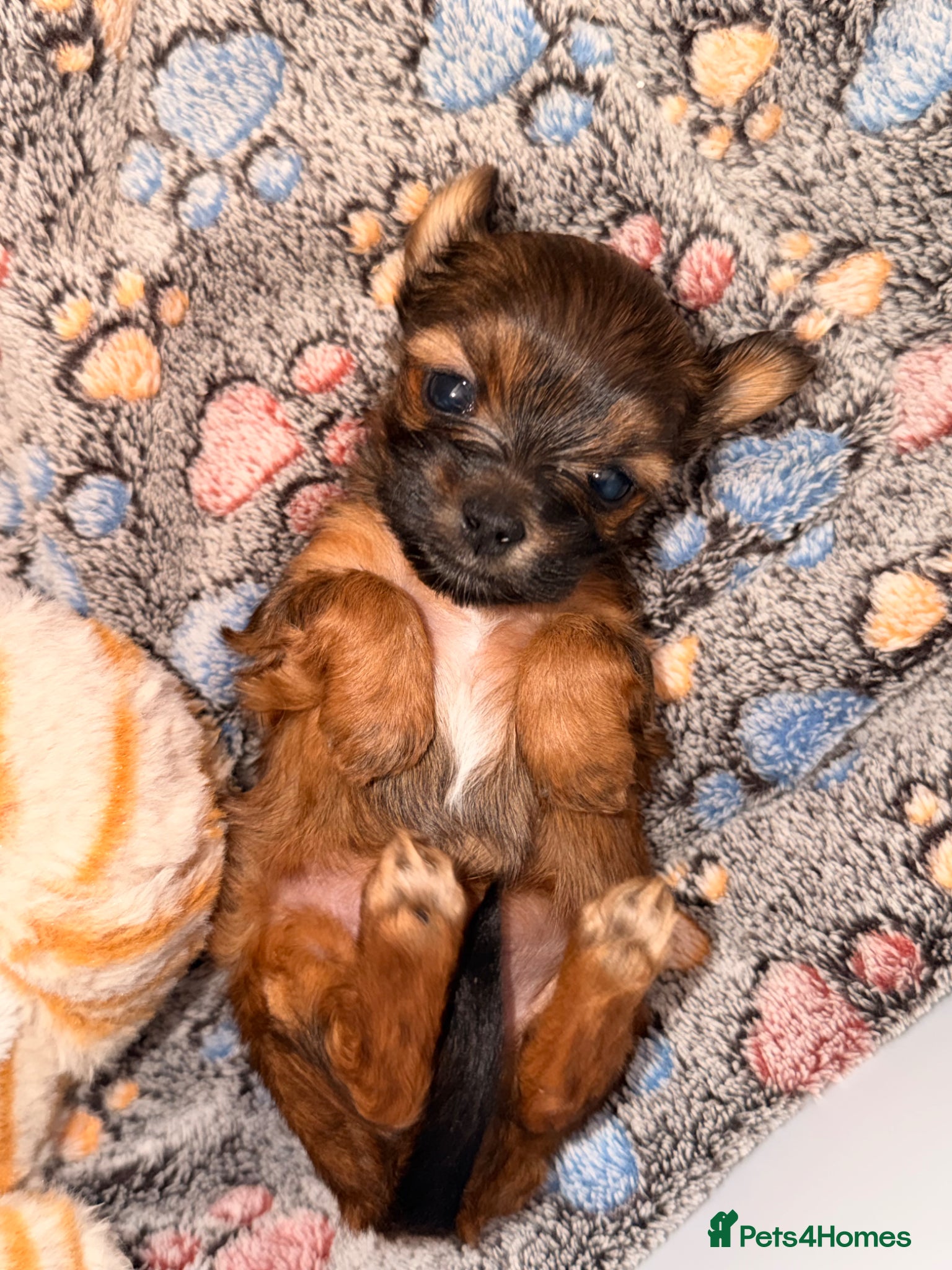 Yorkshire Terrier Puppy 1