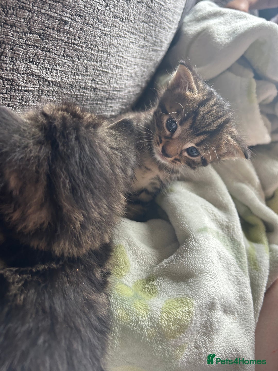 Mixed Breed cats for sale: Kittens tabby - Image 3