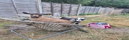 Goats livestock for sale: Two female short legged pygmy goats - Advert 6
