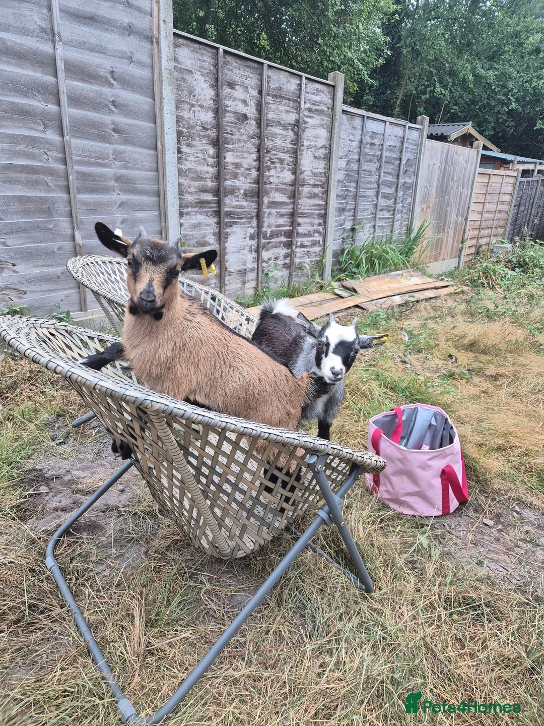 Goats livestock for sale: Two female short legged pygmy goats - Advert 6
