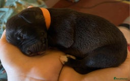 Mixed Breed dogs for sale: Beautiful bedlington whippet x lurcher puppies! - Image 22