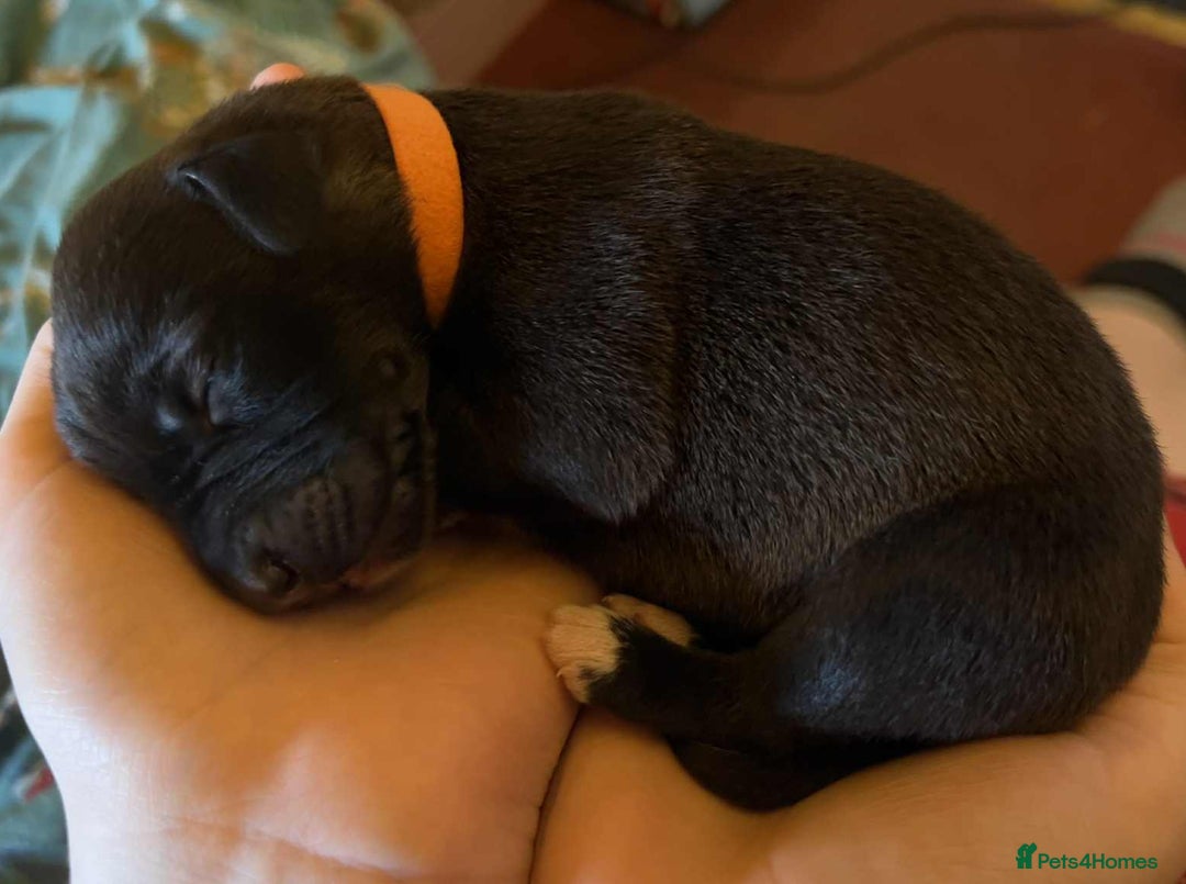 Mixed Breed dogs for sale: Beautiful bedlington whippet x lurcher puppies! - Image 22