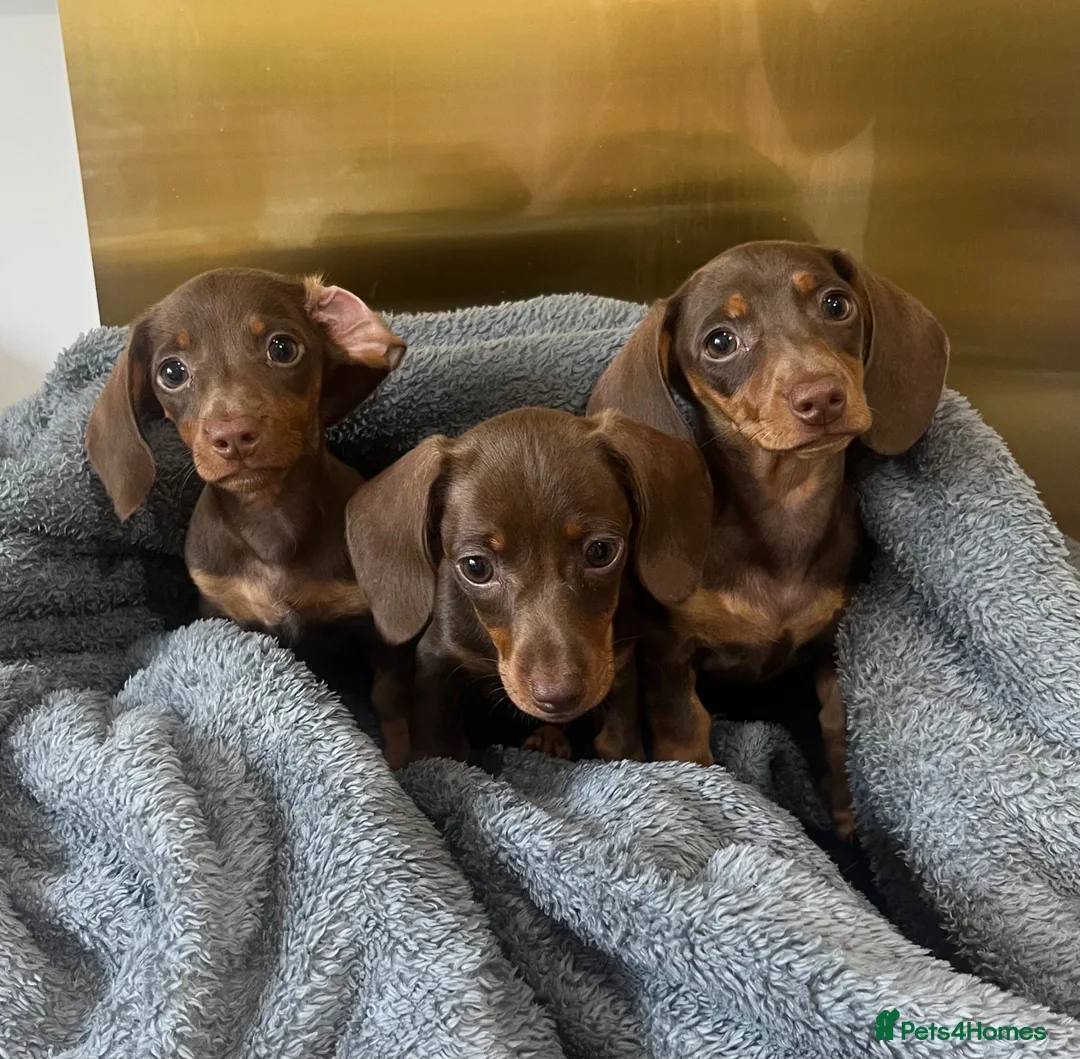 Miniature Dachshund dogs for sale: KC Registered Miniature Dachshund girls - Advert 2
