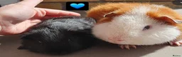 Guinea Pig rodents for sale: Beautiful guinea pigs  - Advert 1