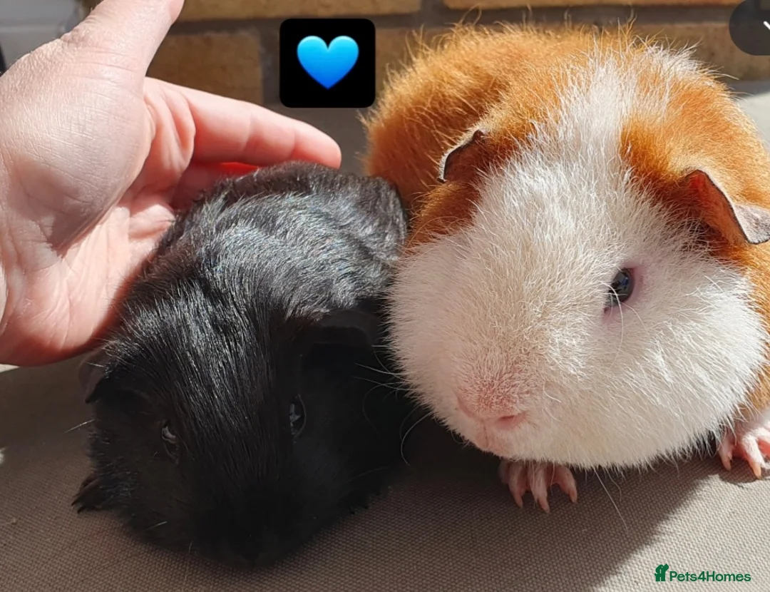 Guinea Pig rodents for sale: Beautiful guinea pigs  - Advert 1