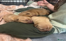 Dogue De Bordeaux dogs for sale: Dogue de Bordeaux pups - Image 6