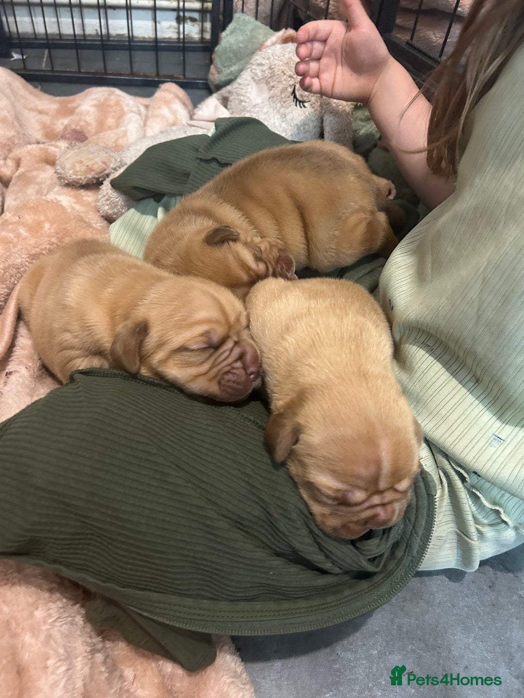 Dogue De Bordeaux dogs for sale: Dogue de Bordeaux pups - Image 6