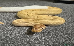 Python Snake reptiles for sale: Banana Pied Royal Python - Advert 1