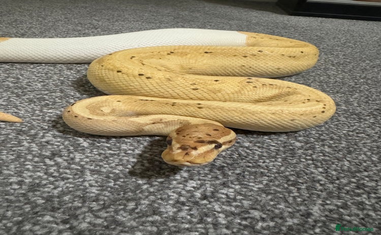 Python Snake reptiles Banana Pied Royal Python - Advert 1