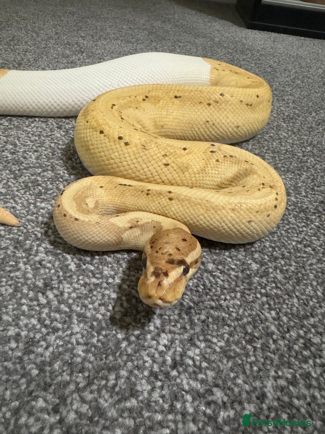 Python Snake reptiles for sale: Banana Pied Royal Python - Advert 1