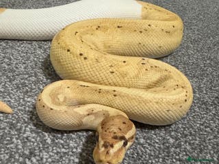 Python Snake reptiles Banana Pied Royal Python - Advert 21