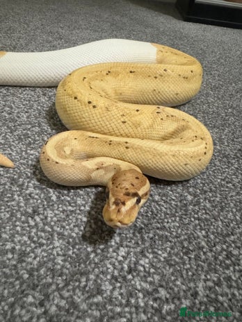 Python Snake reptiles Banana Pied Royal Python - Advert 1