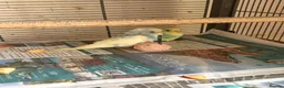 Budgerigars birds for sale: Beautiful young budgies  - Advert 3