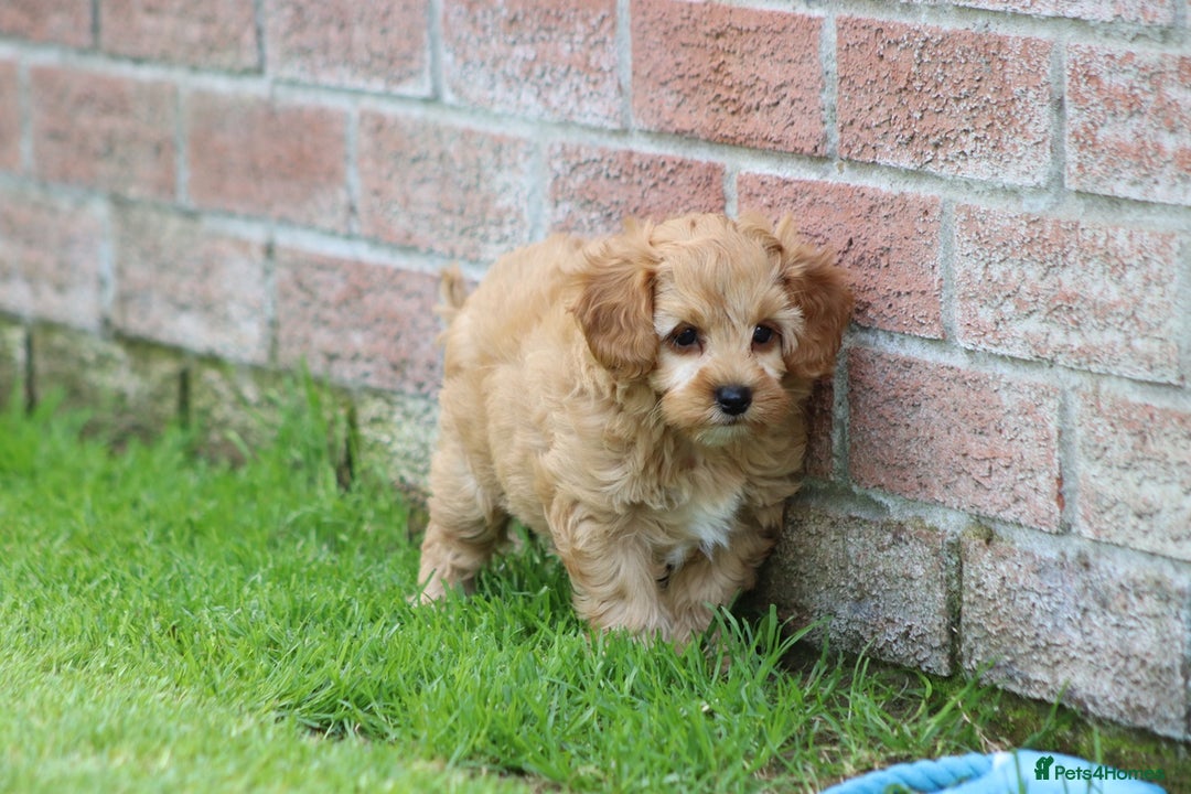 Cockapoo dogs for sale: Beautiful Cockapoo puppies for sale - Image 30