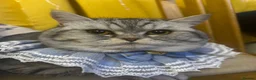 British Longhair cats for sale:     Beautiful Chinchilla x British Shorthair Male  in Letchworth Garden City - Advert 4