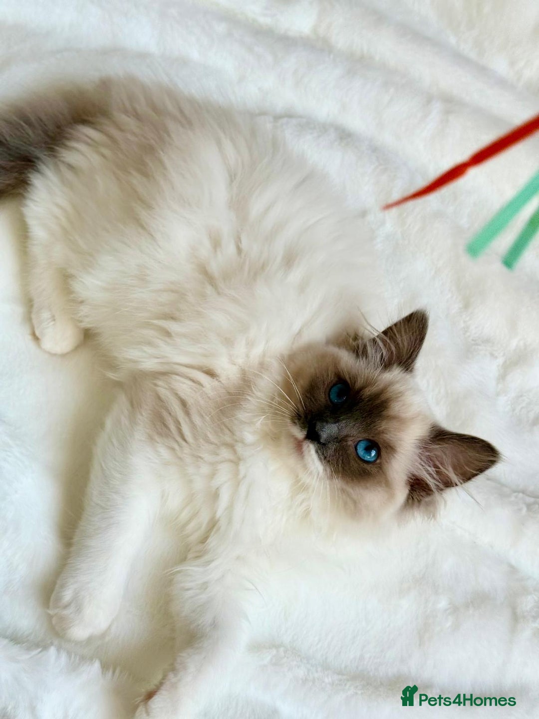 Ragdoll cats for sale: GCCF, They are ready for their new home. - Image 40
