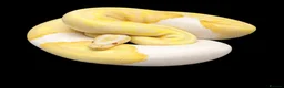Python Snake reptiles for sale: Albino Pied Ball Python in Harlow - Advert 2