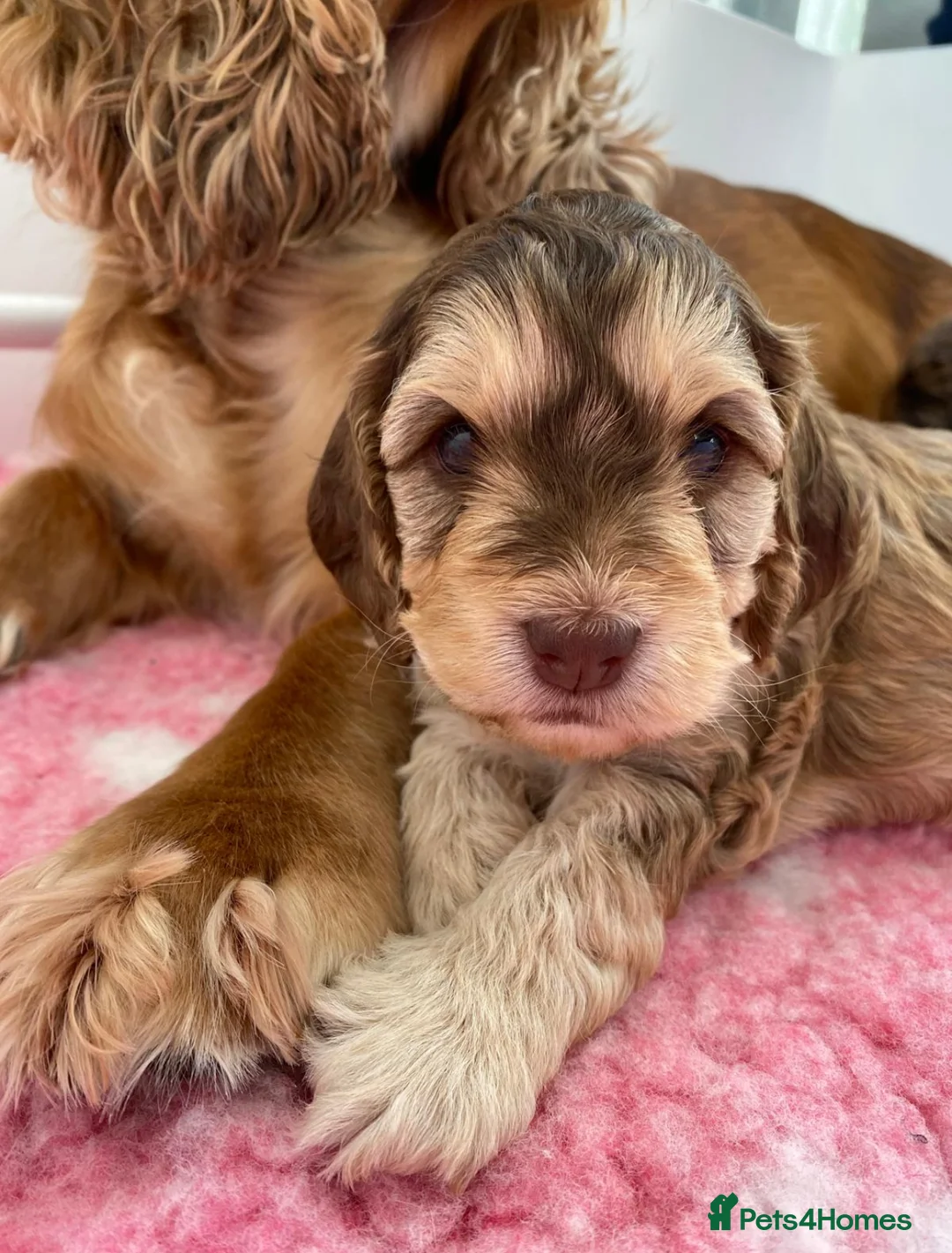 Miniature Poodle dogs for stud: Chocolate Phantom Merle Mini Poodle Stud in Ringwood - Advert 17