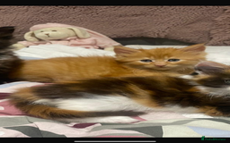 Maine Coon cats for sale: Maine Coon Kittens  - Advert 5