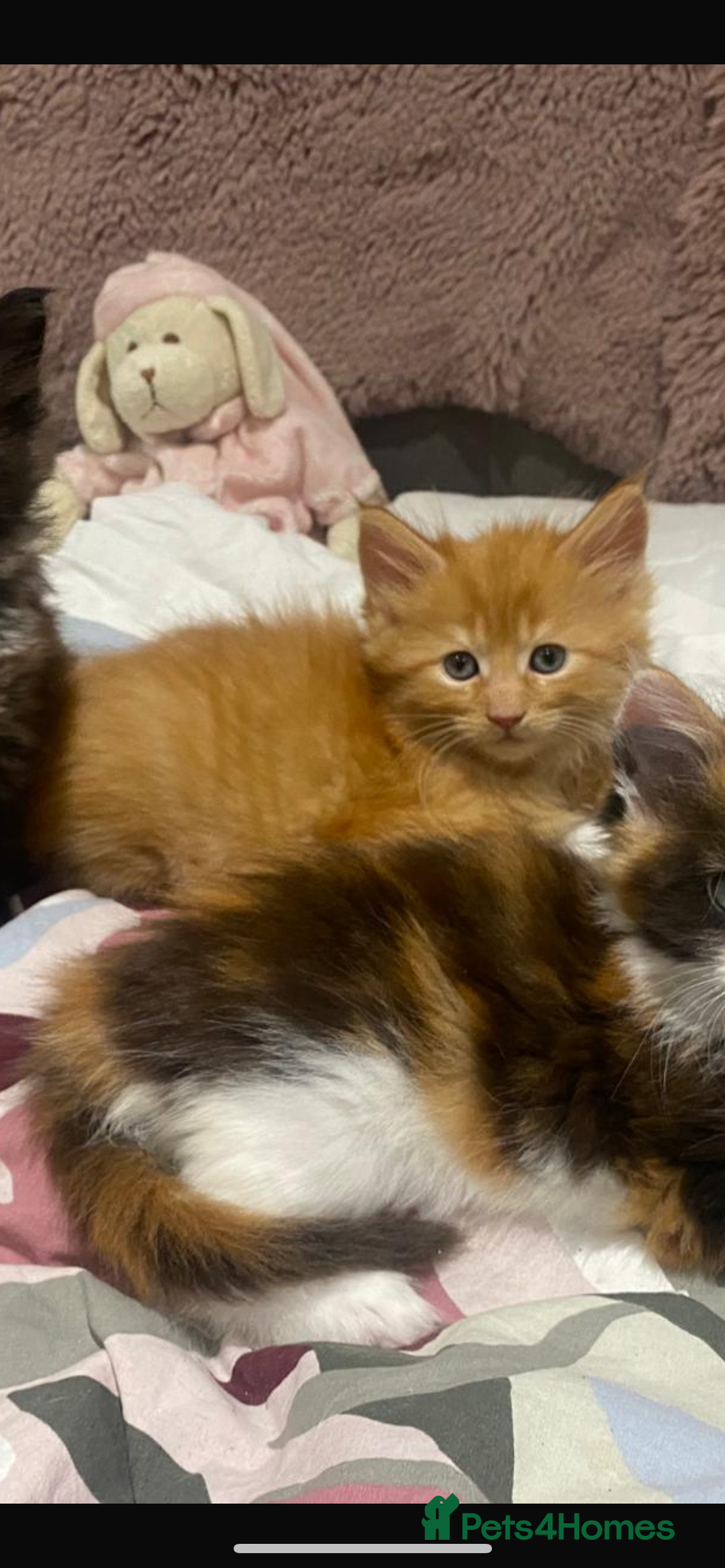 Maine Coon cats for sale: Maine Coon Kittens  - Advert 5