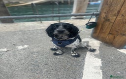 Cocker Spaniel dogs for stud: Beautiful blue roan cocker spaniel for STUD! - Image 14