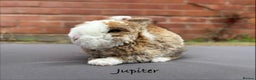 Mini Lop rabbits for sale: Pure Bred Mini Plush Lop  - Advert 3