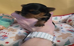 Yorkshire Terrier dogs for sale: Miniature yorkshire terrier puppy - Advert 19