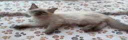Ragdoll cats for sale: 4 Handsome boy Pure Ragdolls - Advert 12