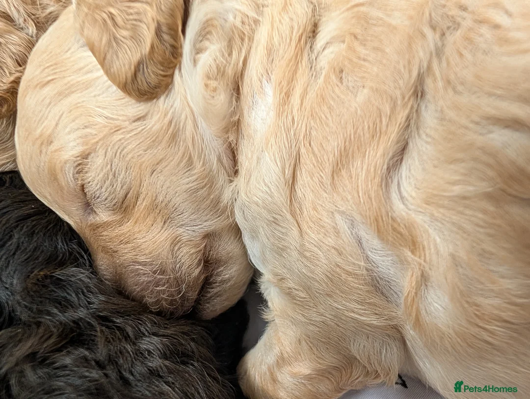 Toy Poodle dogs for sale: Stunning KC Reg Toy Poodle Puppies  - Advert 17