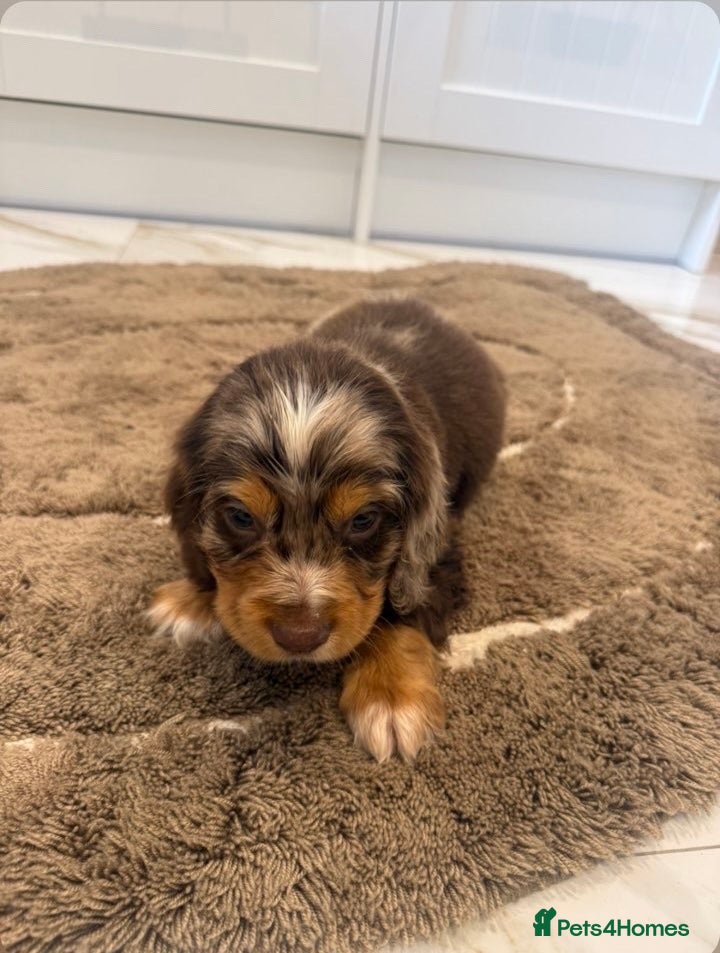 Cocker Spaniel dogs for sale: Cocker spaniel show type puppies  - Advert 3