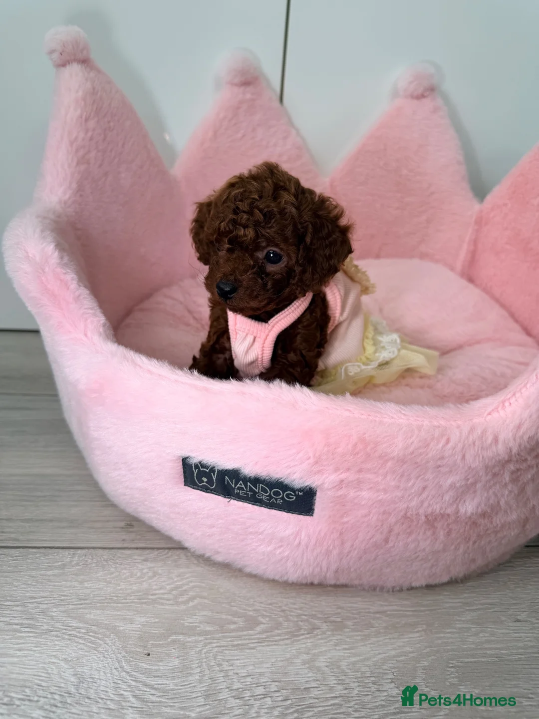 Toy Poodle dogs for sale: Asian Tiny teddy Poodles Boys and Girl  - Advert 2