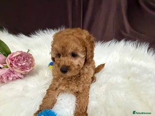 Toy Poodle dogs Gorgeous Fox Red Toy Poodle Females😍 Only 1 LEFT - Advert 2