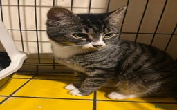 Mixed Breed cats for sale: Silver tabby available 2 years old - Image 1