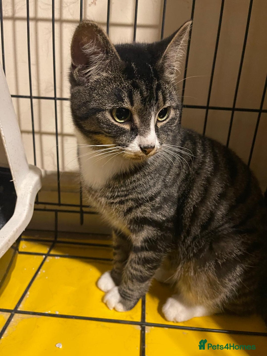 Mixed Breed cats for sale: Silver tabby available 2 years old - Image 1