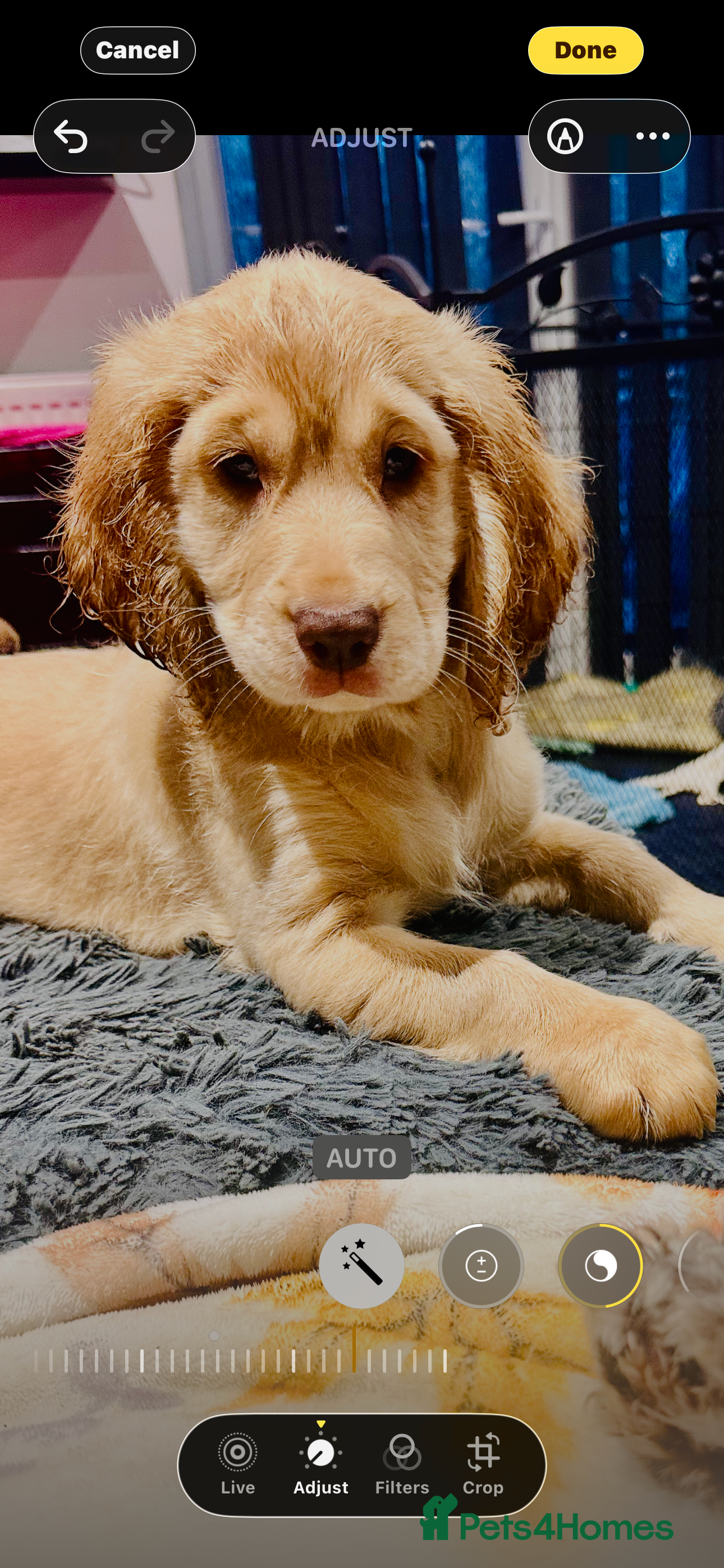 Mixed Breed dogs 🐾 Last 2 Remaining F2b Cockapoos  - Advert 4