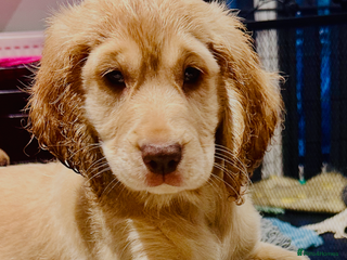 Mixed Breed dogs 🐾 Last 2 Remaining F2b Cockapoos - Advert 1