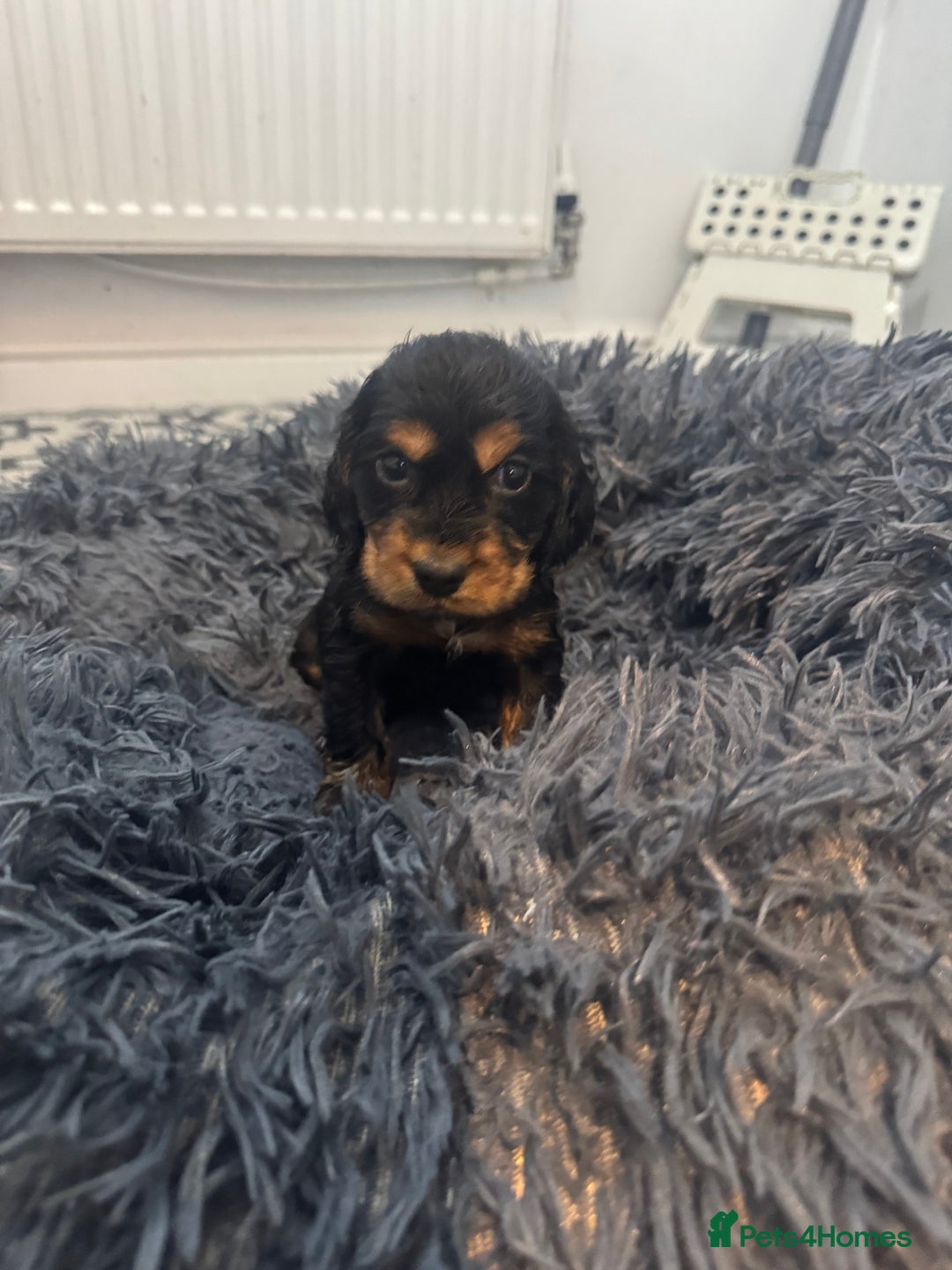 Cocker Spaniel dogs for sale: ⭐ STUNNING SHOW COCKER PUPPIES ⭐  - Image 17