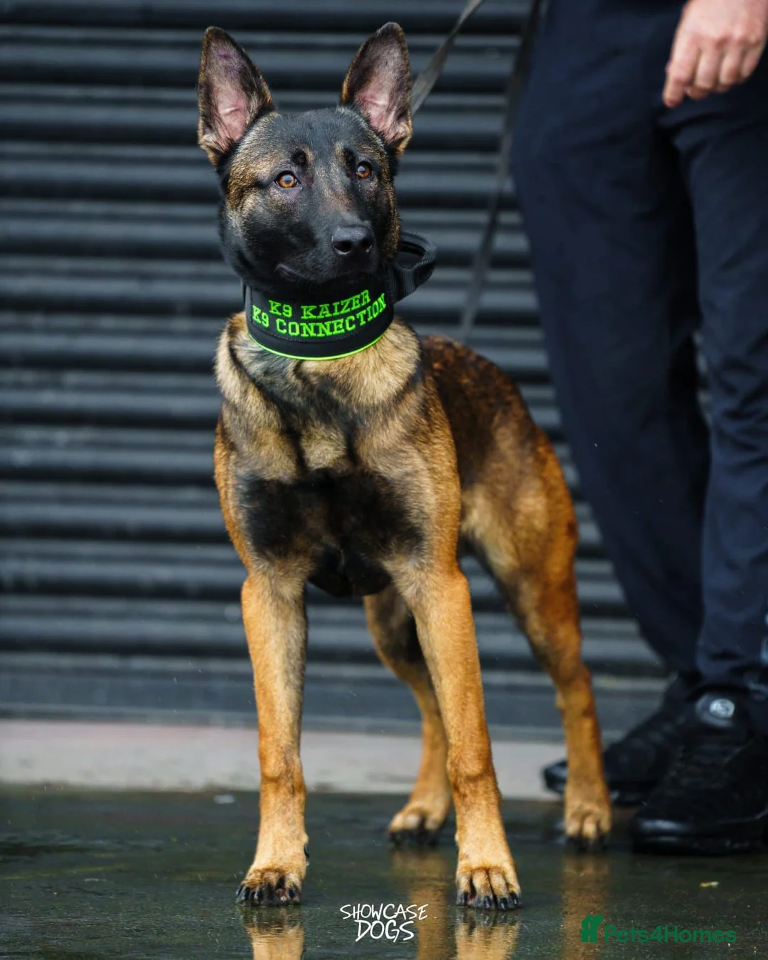 Belgian Shepherd Dog dogs for stud: Dutch Herder for stud duties only  - Advert 1