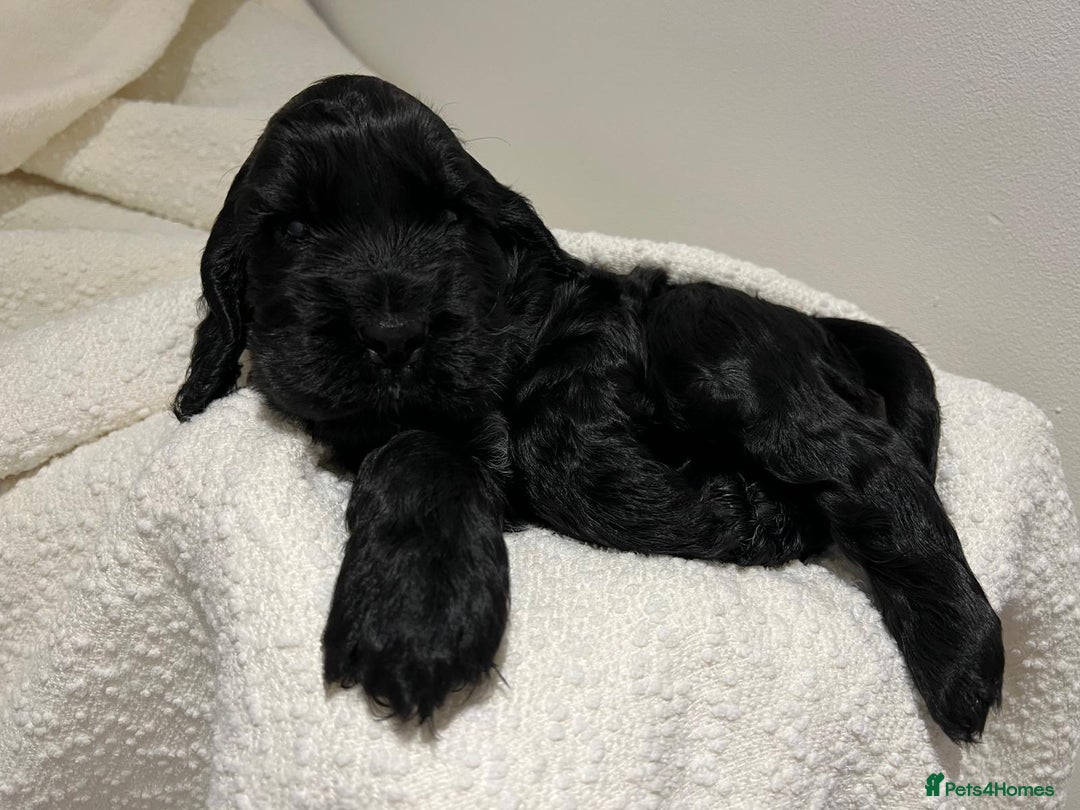 Cocker Spaniel dogs for sale: Show Type Cocker Spaniel  - Advert 27