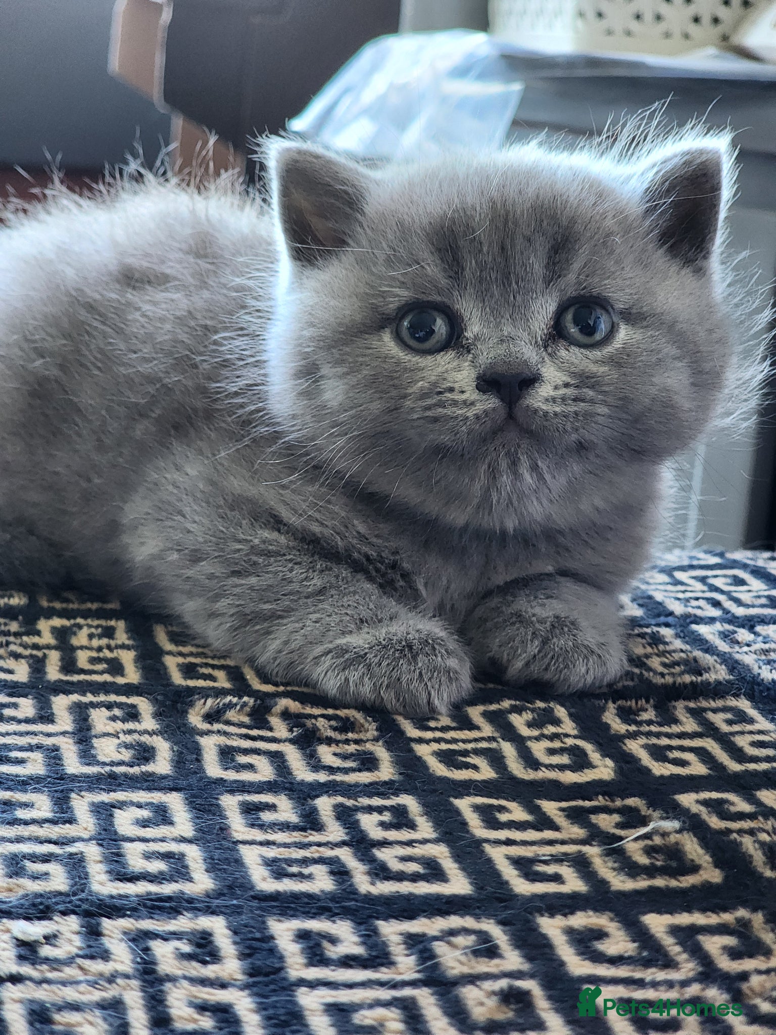 British Shorthair cats BSH Blue Kittens  - Advert 2